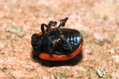 Chrysolina rossia
