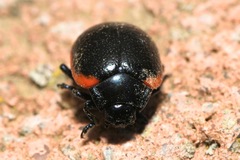 Chrysolina rossia