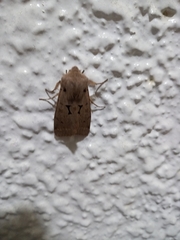 Orthosia carnipennis