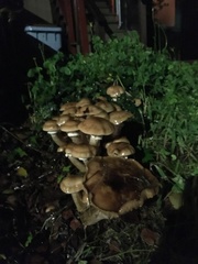 Armillaria mellea