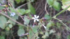 Plumbago caerulea