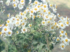 Montanoa bipinnatifida