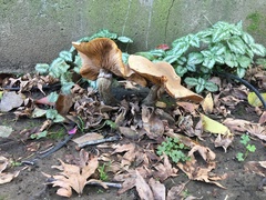 Armillaria mellea