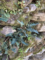 Asplenium ceterach
