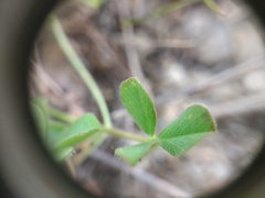 Trifolium subterraneum