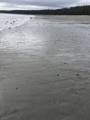 Abarenicola pacifica