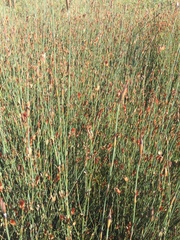 Willdenowia incurvata