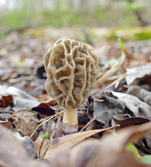 Morchella sceptriformis