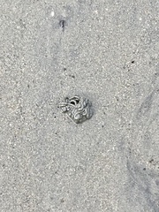 Abarenicola pacifica