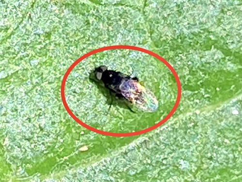 iNaturalist observation photo of Humpbacked Flies