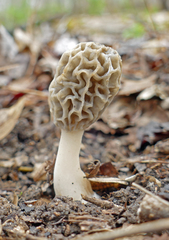 Morchella sceptriformis