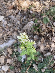 Pseudoturritis turrita