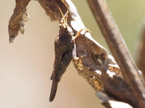 Photo of Slender Groundhopper (Tetrix subulata)