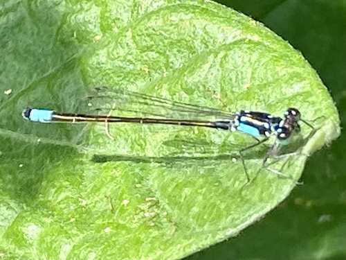 iNaturalist observation photo of Pacific Forktail
