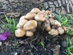 Armillaria mellea