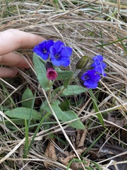 Pulmonaria australis