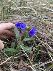 Pulmonaria australis