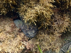 Batrachomoeus dubius