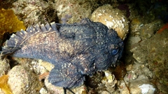 Batrachomoeus dubius