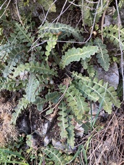 Asplenium ceterach