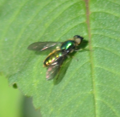 Sargus viridis