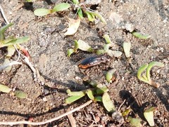 Notiophilus quadripunctatus