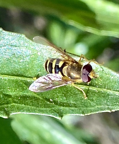 iNaturalist observation photo of Black-margined Flower Fly