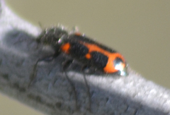 Psoa quadrisignata