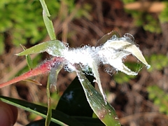 Boreioglycaspis melaleucae