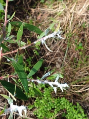 Boreioglycaspis melaleucae