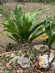 Anthurium crenatum