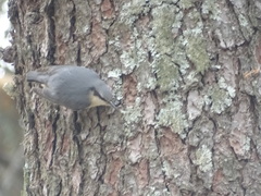 Sitta europaea hispaniensis