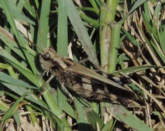 Encoptolophus costalis