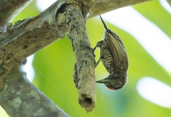 Picumnus exilis