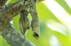 Picumnus exilis