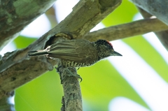Picumnus exilis