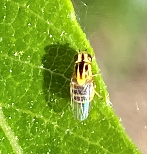 iNaturalist observation photo of Thaumatomyia