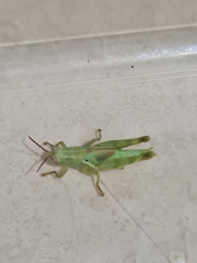 Stenocatantops angustifrons