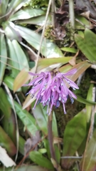 Heloniopsis orientalis