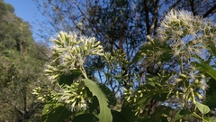 Lorentzianthus viscidus