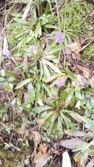 Heloniopsis orientalis