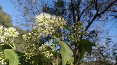 Lorentzianthus viscidus