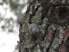 Sitta europaea hispaniensis