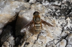 Exoprosopa rostrifera