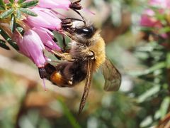 Andrena gravida