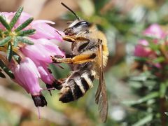 Andrena gravida
