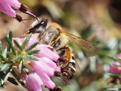 Andrena gravida