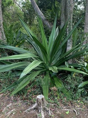 Furcraea tuberosa
