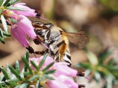 Andrena gravida