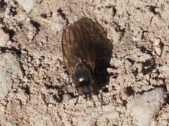 Earomyia lonchaeoides